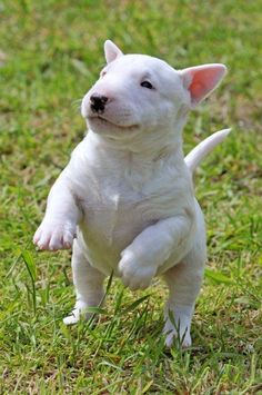 Outstanding Bull Terrier puppies*Arkansas*