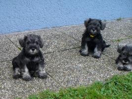 Miniature Schnauzer Puppies