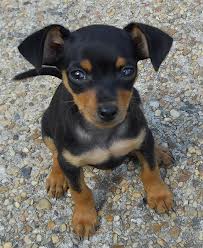 mini-pinscher for adoption