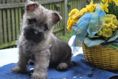 cairrn terrier puppies for adoption