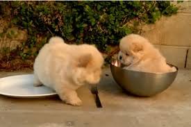 chow chow puppies for adoption