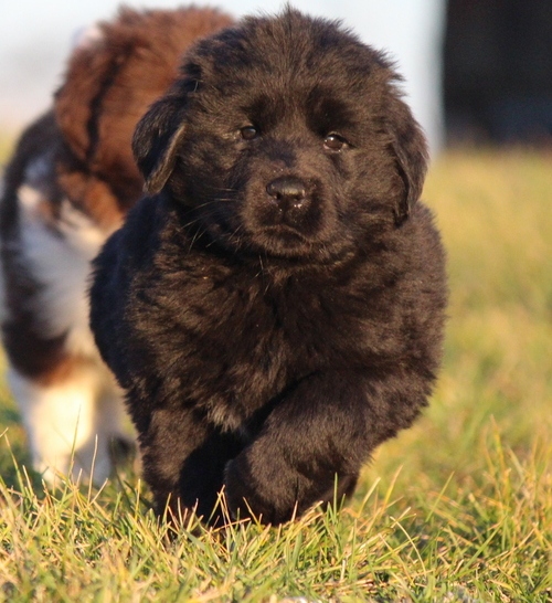  Newfoundland puppies