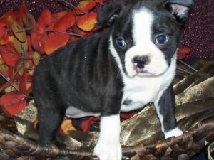  Boston Terrier puppies ready