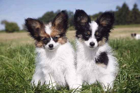 potty train Papillon puppies