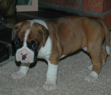 Christmas Boxer Puppies Ready