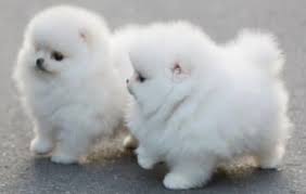 Gorgeous white teacup pomeranian puppies!