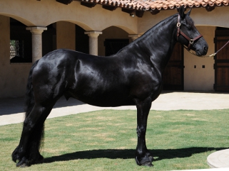 Friesian Horse for Sale