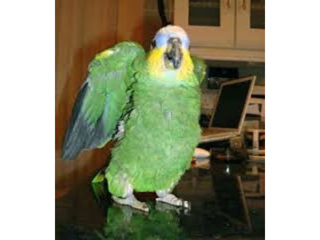 Adorable Amazon Parrots