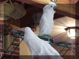 Adorable Cockatoo Parrots