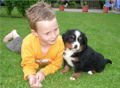 male and female Bernese Mountain pups