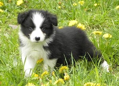 边境牧羊犬幼犬