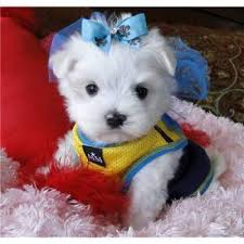 Cute Maltese Puppies