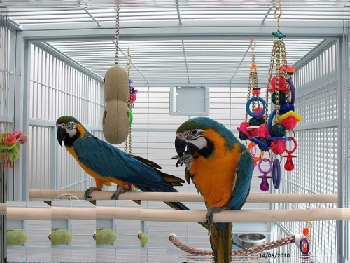 Lovely Blue and Gold Macaws parrots 