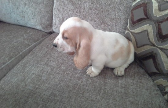basset hound puppies male and female