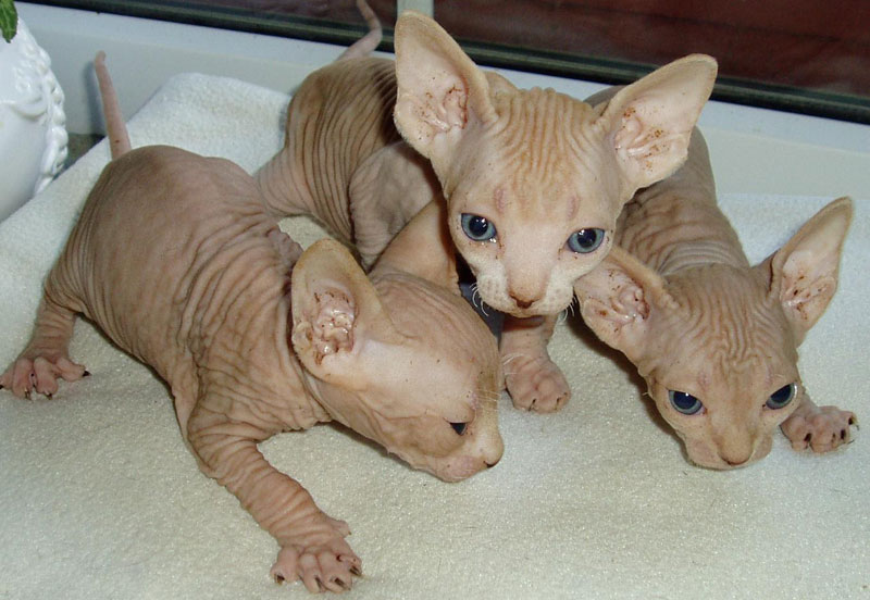 Cute Sphynx Kittens