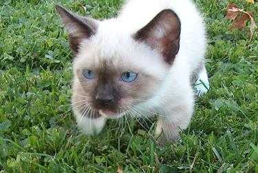 Munchkin Kittens Available