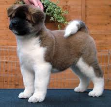 Gorgeous Akita Puppies