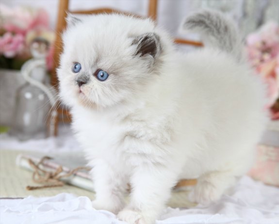 Himalayan Kittens Available