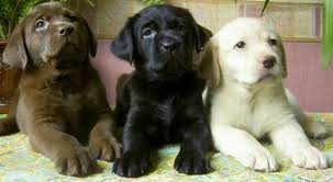 Labrador Puppies !