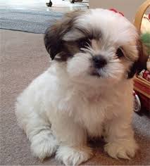 Stunning Shihtzu puppies!!