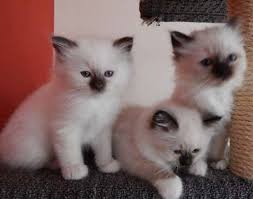 Male and Female Birman Kittens