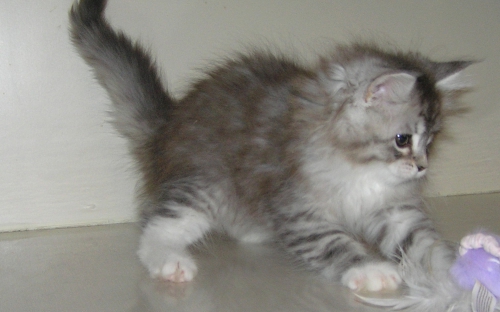 Available Maine Coon Kittens