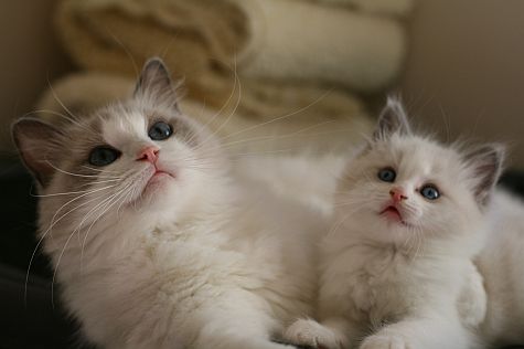 Ragdoll Kittens For New Home