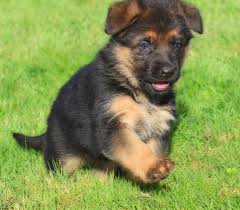 male and female German Shepherd pups