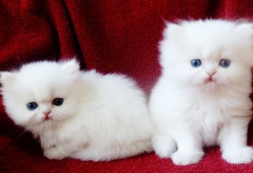 Persian Kittens