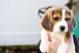 Quality Kc Register Beagle puppies