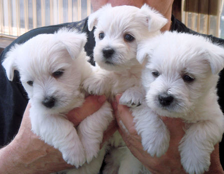 West Highland White Terrier puppies