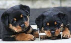 Beautiful Rottweiler Babies Ready