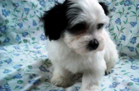 Splendid Havanese puppies