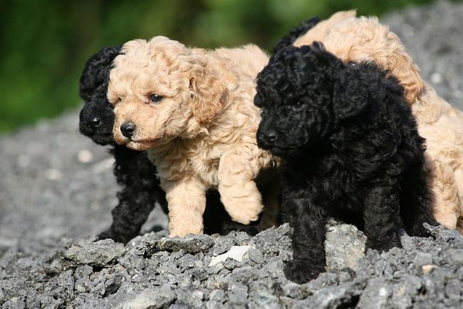 Poodle puppies