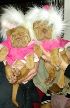  Dogue De Bordeaux puppies   