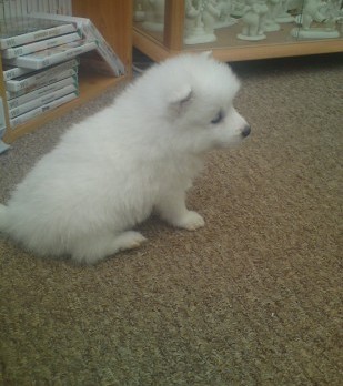 Japanese Spitz Pups