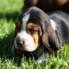  Bassett Hound pups