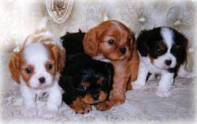  Pedigree Cavalier king charles spaniel puppies ready Now