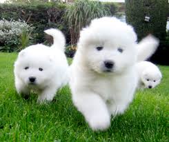 Beautiful Samoyed Puppies