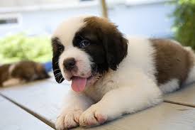 St Bernard Pups 