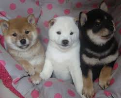 Shiba Inu Puppies now Available