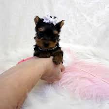  Tiny Teacup AKC Toy males and females Yorkie puppies