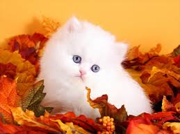 White Persian Kittens