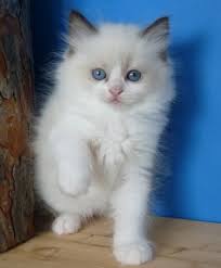 Ragdoll Kittens For New Home.