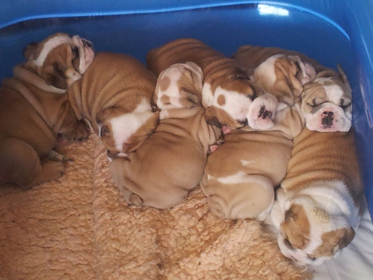  English bulldog Puppies Available