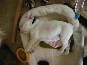 2 English Bulldog Puppies