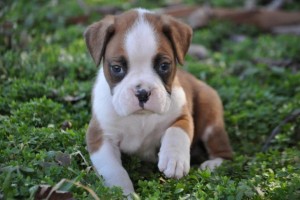 Red and White Boxer Puppies