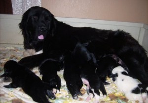 Newfoundland puppies for adoption