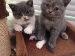 hapulanies Pedigree British Shorthair Kittens