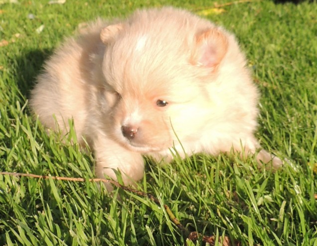 Two Awesome T-Cup Pomeranian Puppies